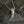 Viking Fenrir Wolf Tooth Pendant Necklace - Instinct